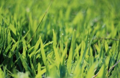 So entsteht ein dichter und robuster Rasen