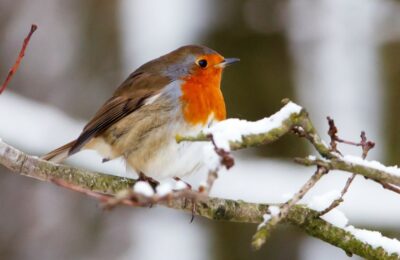 Vögel im Winter füttern oder eher nicht?