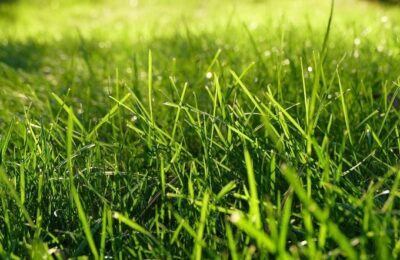 So wird aus dem eigenen Rasen ein Fußballrasen