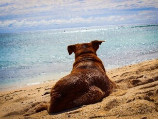 Für Haustiere die mit auf Reise gehen kann allerdings von Entspannung keine Rede sein - die Vierbeiner empfinden vor allem die Anreise als puren Stress. - Foto: pixabay.com/CatherineT/CCO