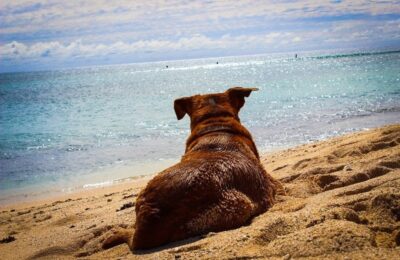 Reisen mit Haustieren: Wie gelingt der Urlaub mit Vierbeinern?