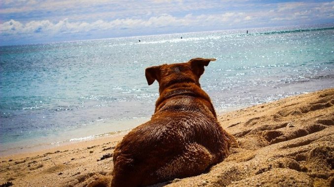 Für Haustiere die mit auf Reise gehen kann allerdings von Entspannung keine Rede sein - die Vierbeiner empfinden vor allem die Anreise als puren Stress. - Foto: pixabay.com/CatherineT/CCO