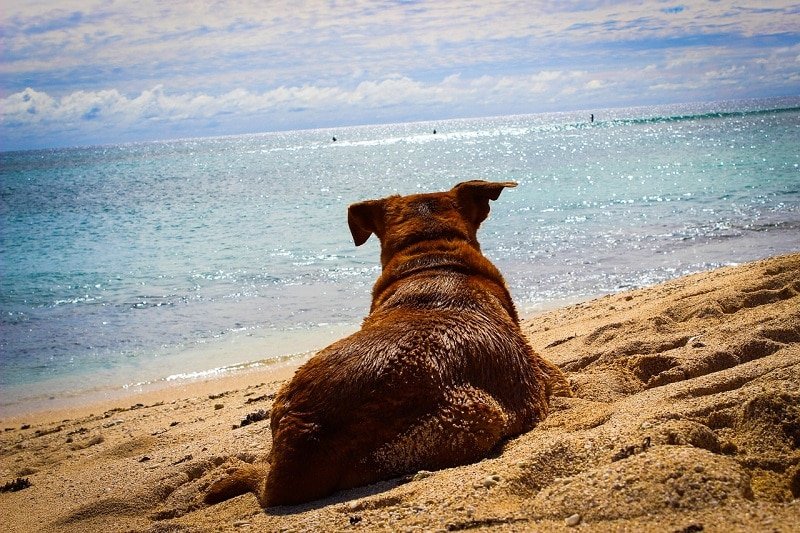 Für Haustiere die mit auf Reise gehen kann allerdings von Entspannung keine Rede sein - die Vierbeiner empfinden vor allem die Anreise als puren Stress. - Foto: pixabay.com/CatherineT/CCO