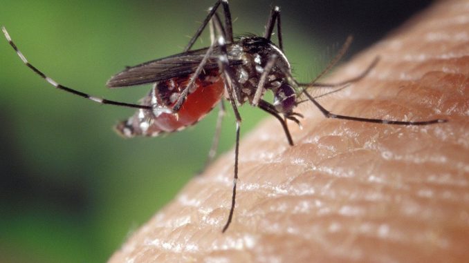 Mücken fühlen sich vor allem an ruhigen und stehenden Gewässern besonders wohl. - Foto: pixabay.com/FotoshopTofs/CCO