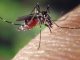 Mücken fühlen sich vor allem an ruhigen und stehenden Gewässern besonders wohl. - Foto: pixabay.com/FotoshopTofs/CCO