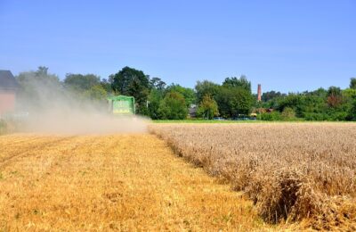 Was ist eigentlich Amaranth?