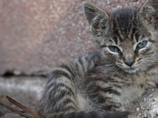 Nicht nur die Katzen zu Hause schnurren, sondern auch ihre Artverwandten wie Luchs, Gepard und Ozelot. - Foto: pixabay.com/jaz24/CCO