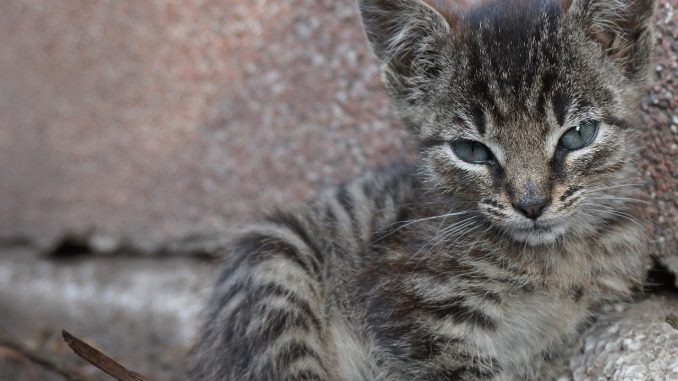 Nicht nur die Katzen zu Hause schnurren, sondern auch ihre Artverwandten wie Luchs, Gepard und Ozelot. - Foto: pixabay.com/jaz24/CCO