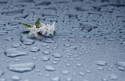 Wasser sparen: Regenwasser sammeln im Garten