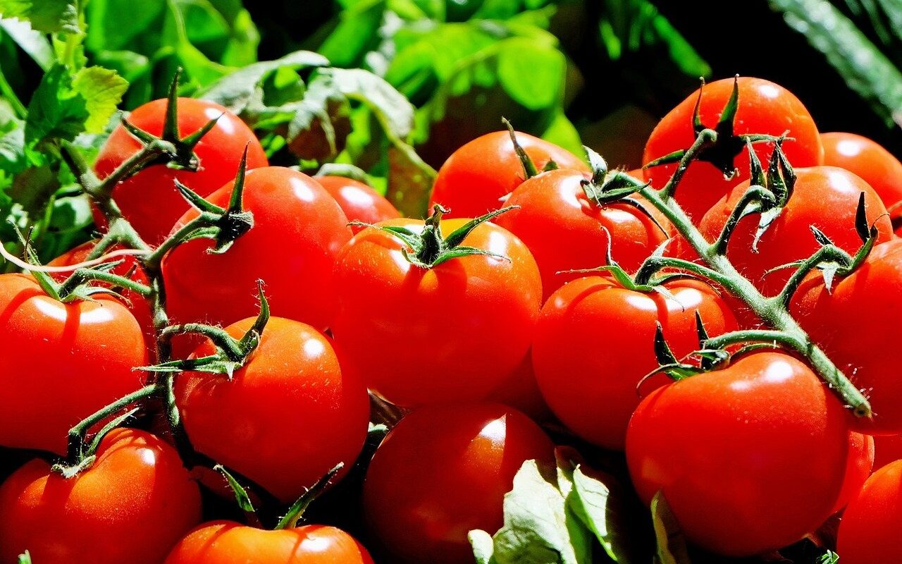 Stehen die Tomaten im Freien, ist eine gegen Tomaten-Krankheiten resistente Sorte zu bevorzugen. - Foto: pixabay.com/Couleur/CCO