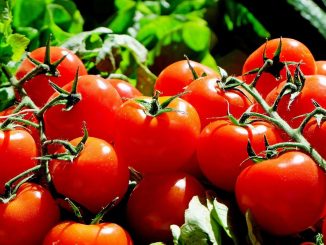 Stehen die Tomaten im Freien, ist eine gegen Tomaten-Krankheiten resistente Sorte zu bevorzugen. - Foto: pixabay.com/Couleur/CCO