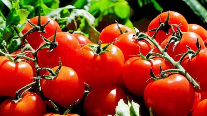 Stehen die Tomaten im Freien, ist eine gegen Tomaten-Krankheiten resistente Sorte zu bevorzugen. - Foto: pixabay.com/Couleur/CCO