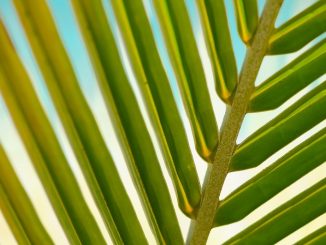 Laien sind häufig der Meinung, dass Palmen ganzjährig in der Sonne stehen wollen. - Foto: pixabay.com/stokpic/CCO
