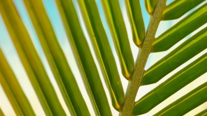 Laien sind häufig der Meinung, dass Palmen ganzjährig in der Sonne stehen wollen. - Foto: pixabay.com/stokpic/CCO