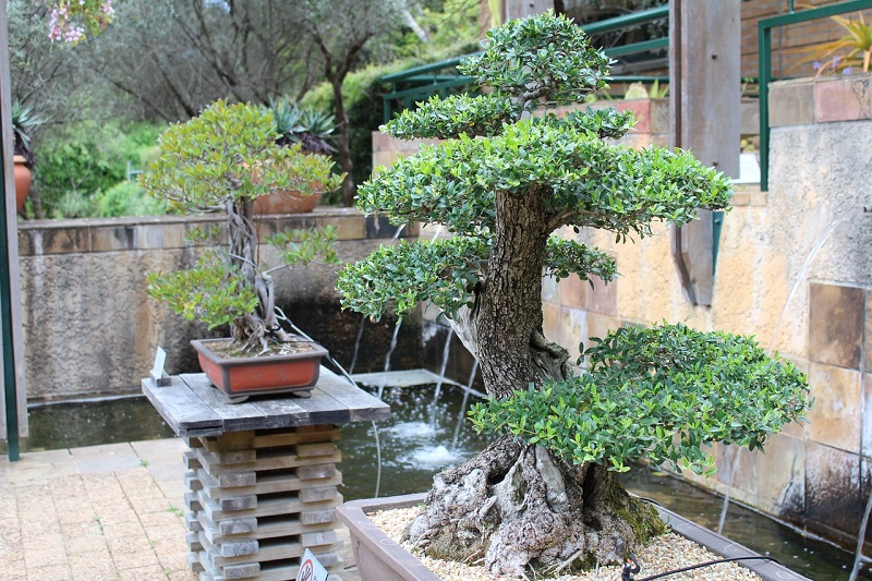 Der dickste und höchste Baum der Welt verwandelt sich in einen Bonsai und dies klappt vor allem bei dem Bergmammutbaum sehr gut. - Foto: pixabay.com/nickyb13/CCO