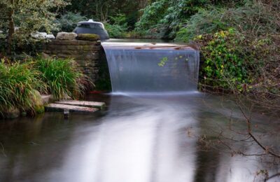 Teichwasserqualität mit Wasserpest regeln