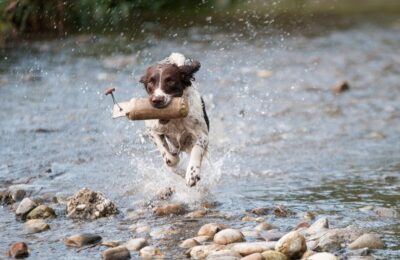 Saubere Tipps für das Leben mit Hund