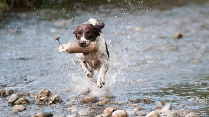 Hundehalter sind an zusätzlichen Haarwuchs auf der Kleidung gewöhnt. Während des Fellwechsels wird es aber doch oft zu viel. - Foto: pixabay.com/howo/CCO