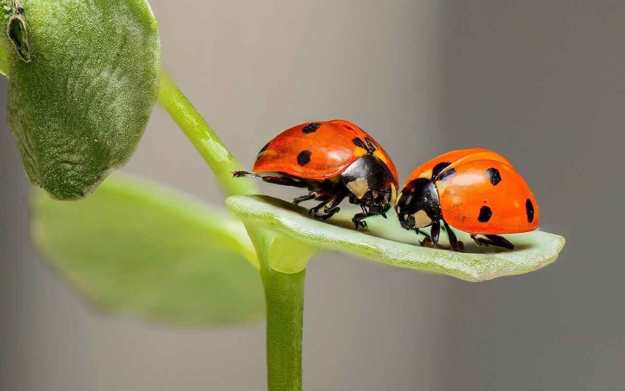 Um unliebsamen Hausbesuch durch Insekten fernzuhalten, gibt es verschiedene Fliegengitter. - Foto: pixabay.com/RonBerg/CCO