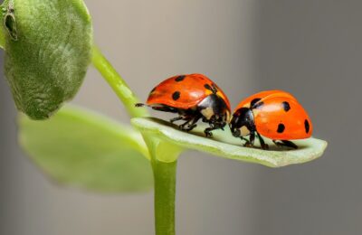 Fliegengitter: Insektenschutz für Haus & Wohnung