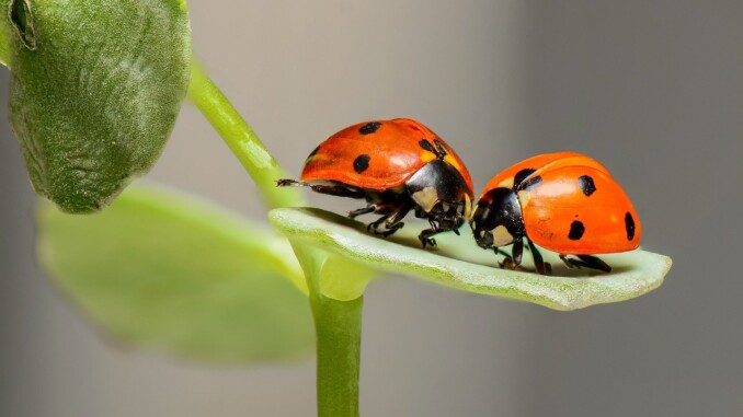 Um unliebsamen Hausbesuch durch Insekten fernzuhalten, gibt es verschiedene Fliegengitter. - Foto: pixabay.com/RonBerg/CCO