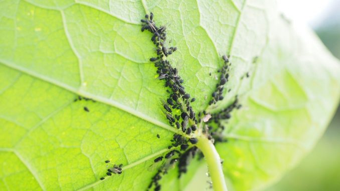 Besonders häufig tritt unter den Pflanzenschädlingen die Blattlaus auf. Die kleinen Tierchen ernähren sich vom Pflanzensaft und können dadurch die Pflanze selbst schädigen. - Foto: pixabay.com/Hans/CCO