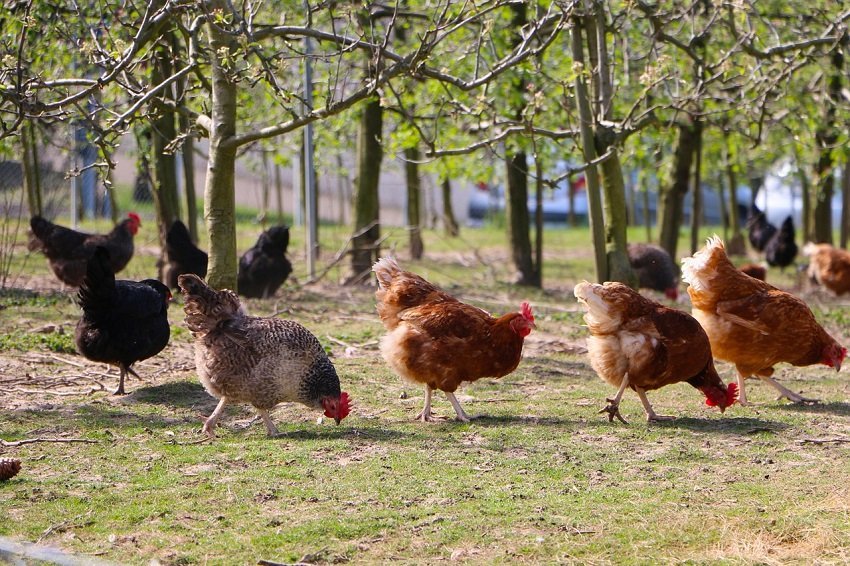 Zum Hühner selber halten braucht es nicht wirklich viel Platz und so sind auch kleine Gärten dafür sehr gut geeignet. Auch der Aufwand hält sich wirklich in Grenzen und stellt keine großen Anforderungen. - Foto: pixabay.com/422737/CCO