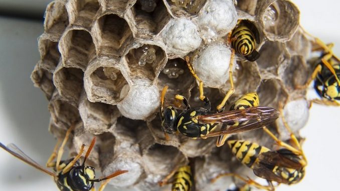 Ein Wespennest im eigenen Haus oder Garten ist nicht wirklich toll und man möchte dies einfach nur entfernen oder auch zerstören. Doch ist dies einfach so erlaubt? - Foto: pixabay.com/jcbeni/CCO