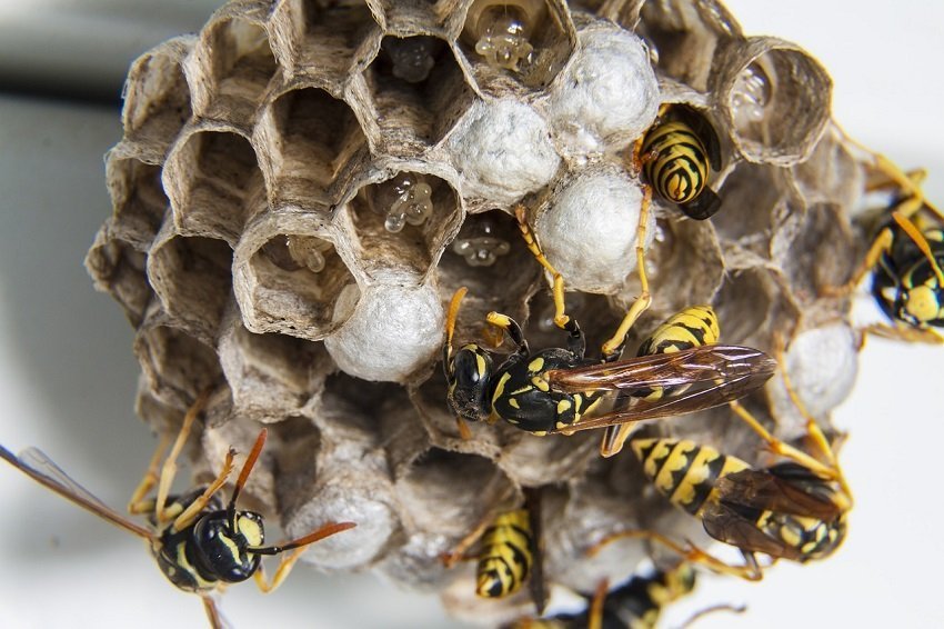 Ein Wespennest im eigenen Haus oder Garten ist nicht wirklich toll und man möchte dies einfach nur entfernen oder auch zerstören. Doch ist dies einfach so erlaubt? - Foto: pixabay.com/jcbeni/CCO