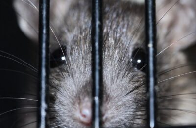 Ratten im Haus richtig vertreiben