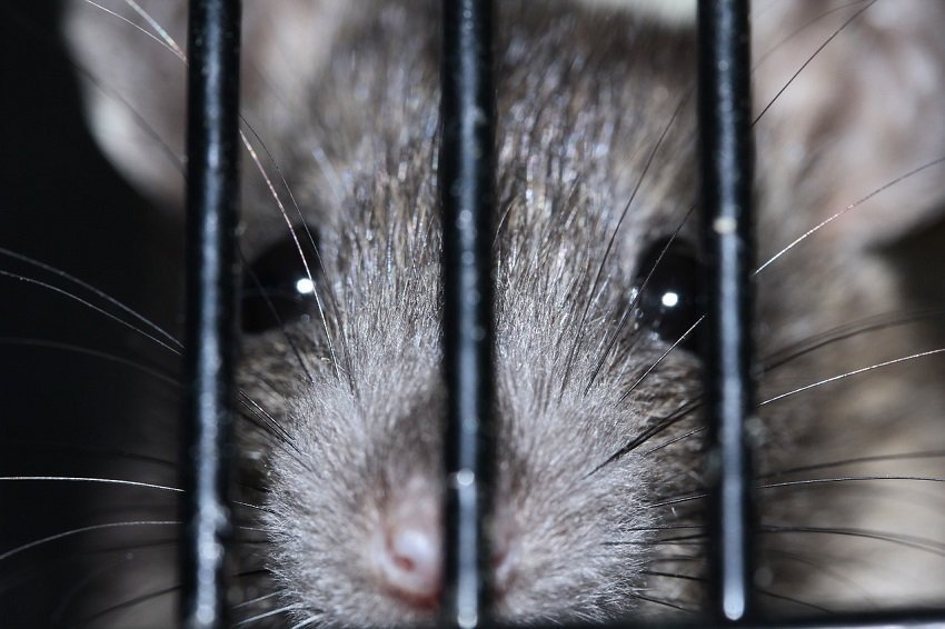 Ratten sind auch immer auf der Suche nach genügend Futter und machen sich zu Hause dann auch über alle Lebensmittel her. - Foto: pixabay.com/sipa/CCO