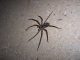In unseren Regionen brauchen wir aber keine Angst vor Spinnen haben. Die heimischen kleinen Tierchen sind gefährlich für uns Menschen und sind in der Natur sogar ein sehr wichtiger Bestandteil. - Foto: pixabay.com/laughoverlouder/CCO