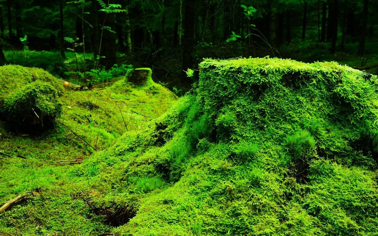 Moos als lästiges Unkraut im Garten – manche Gärtner züchten ihn sogar extra. Andere wiederum suchen nach diversen Bekämpfungsmittelns. - Foto: pixabay.com/ioa8320/CCO