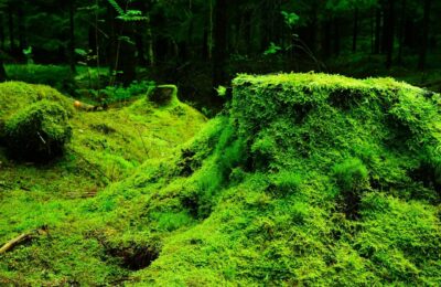 Moosentfernung – Tipps und Produkte aus dem Handel