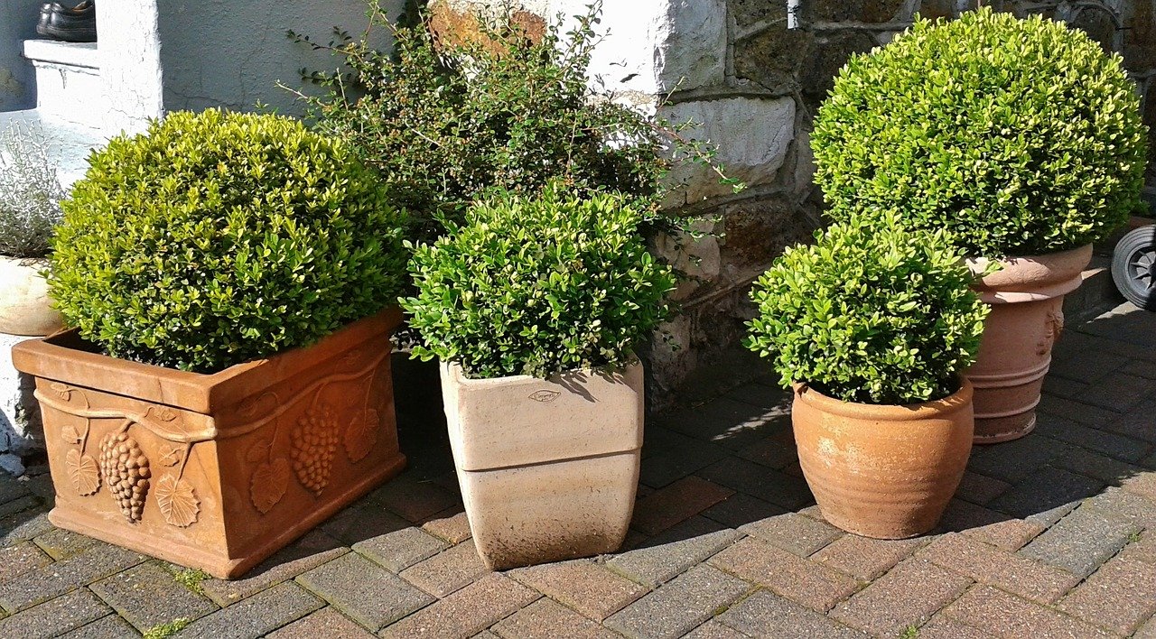 Auf pflanzkuebel-direkt.de gibt es tolle Angebote für hochwertige Pflanztröge, -schalen, Blumenkübel, Raumteiler sowie Kunstpflanzen für Garten, Wohnhaus und Gewerbe. - Foto: pixabay.com/cocoparisienne/CCO