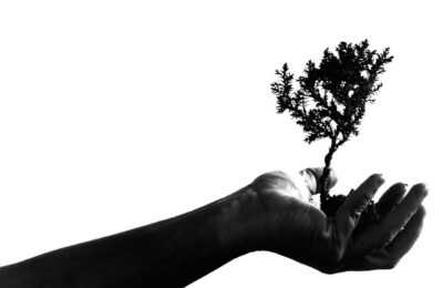Wie man Bonsai züchtet (für Anfänger)