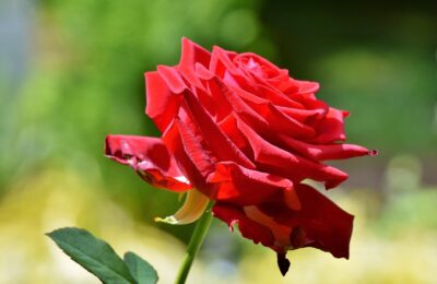 Wachsende Rosen für Anfänger