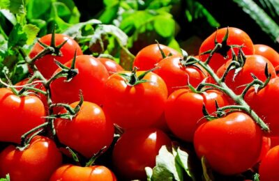 Der ultimative Ratgeber zum Tomatenanbau
