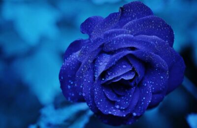 Rosen im Herbst pflanzen