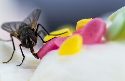 Insekten fernhalten oder loswerden in den eigenen vier Wänden