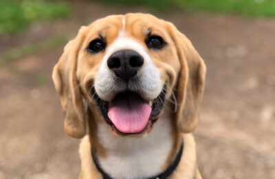Nassfutter für Hunde sinnvoll?