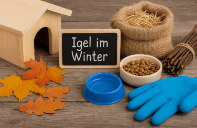Igel im Garten: So hilfst du ihnen sicher durch den Winter